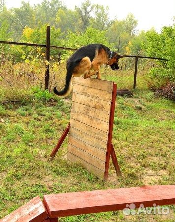 Зоо-отель для животных, дрессировка собак