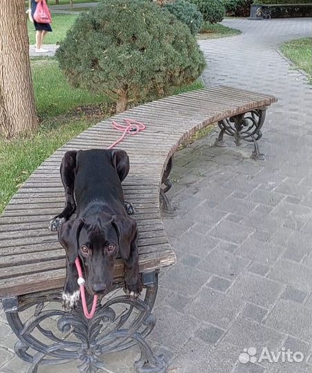 Кинолог, Зоопсихолог, дрессировка и воспитание