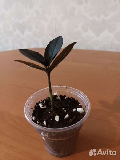 Замиокулькас жук. Замиокулькас черный