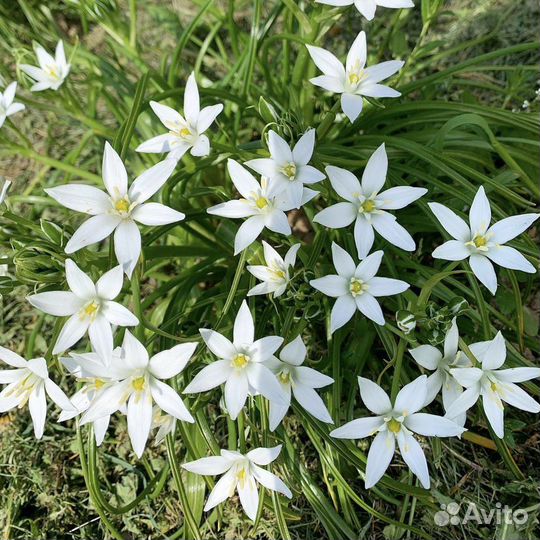 Птицемлечник