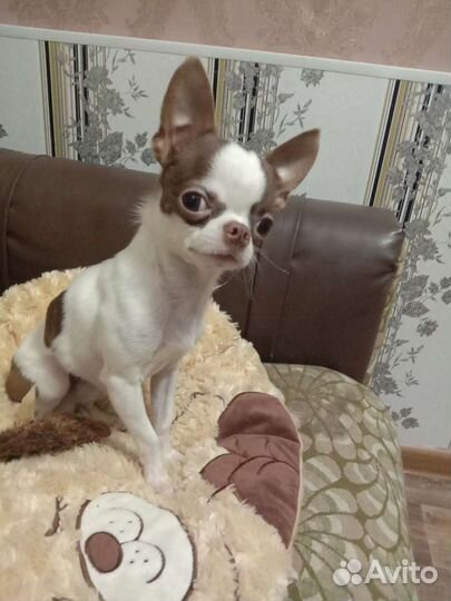 Чихуахуа мальчик