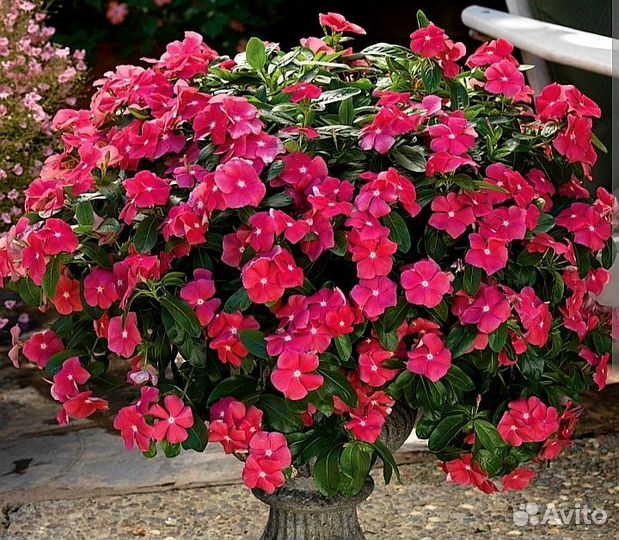 Катарантус ампельный семена