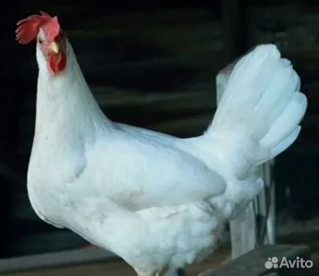 Куры несушки