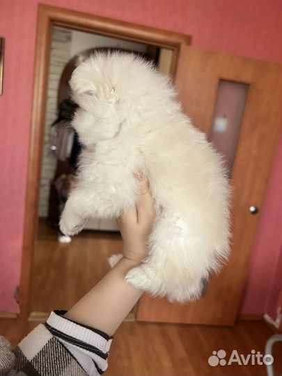 Щенки шпица