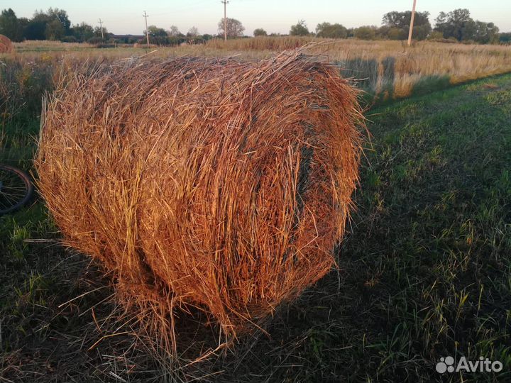 Продам сено костер в рулонах, тюках