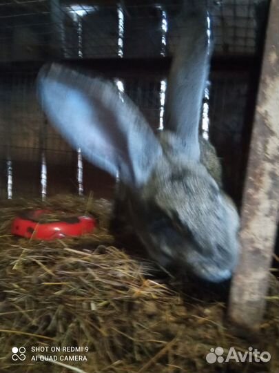 Кролики(самки)