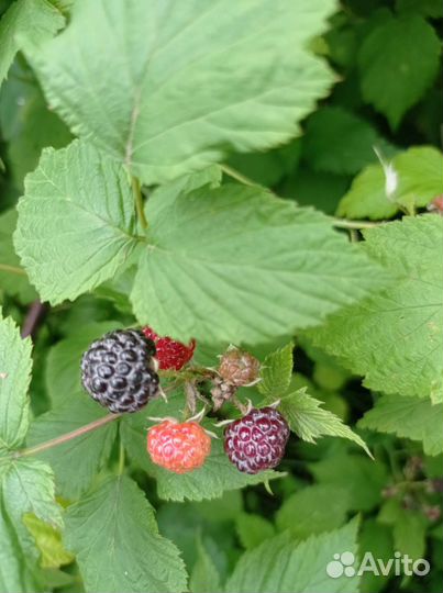 Ежемалина саженцы