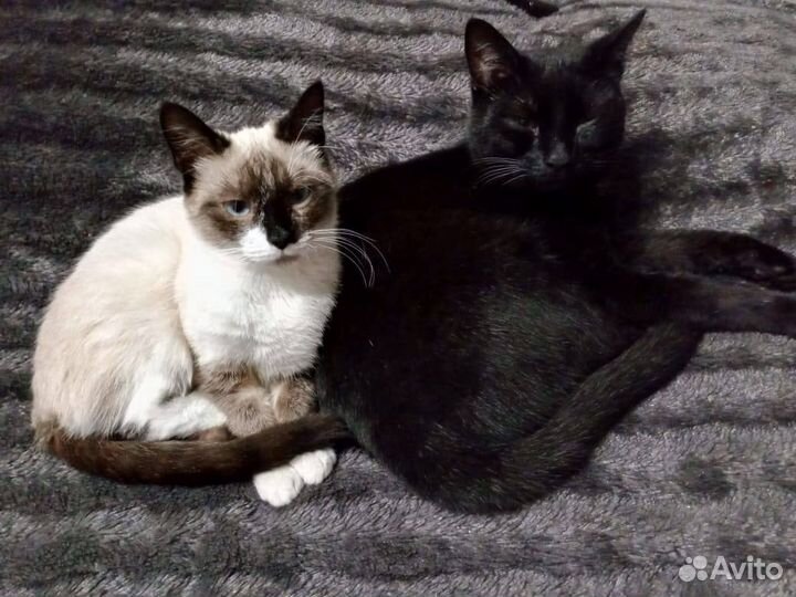 Передержка кошек