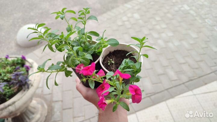 Калибрахоа розовый