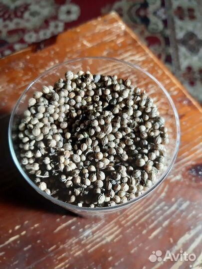 Семена кинзы и укропа 2021 г