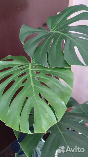 Комнатные растения цветы большие