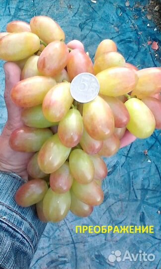 Саженцы винограда