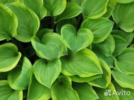 Многолетнее, садовое, декоративно лиственное расте