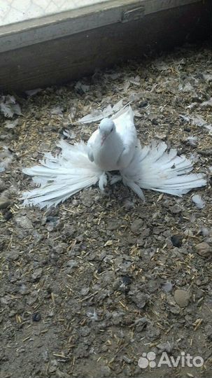 Белые голуби для свадеб и торжеств