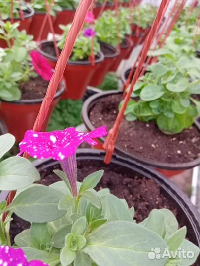 Рассада однолетних цветов