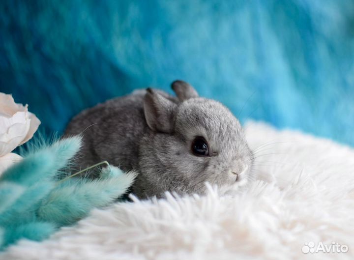 Пушистое счастье. Карликовые, декоративные кролики