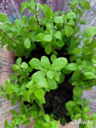 Аквариумные растения в воздушной форме