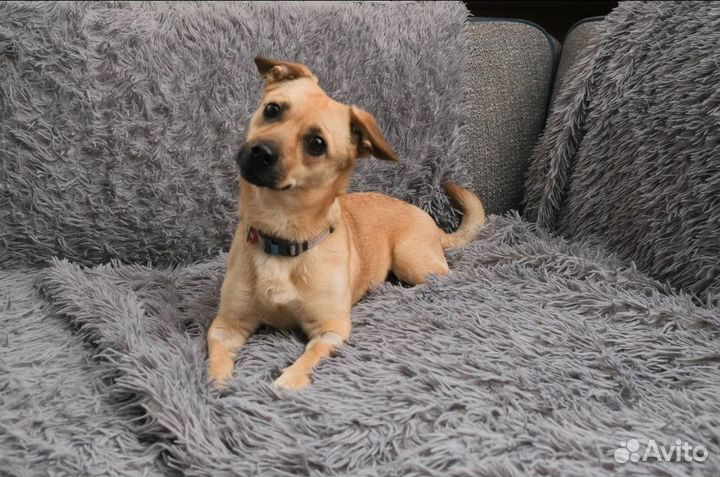 Собака в добрые руки