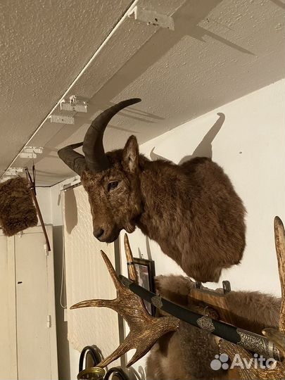 Чучело козла