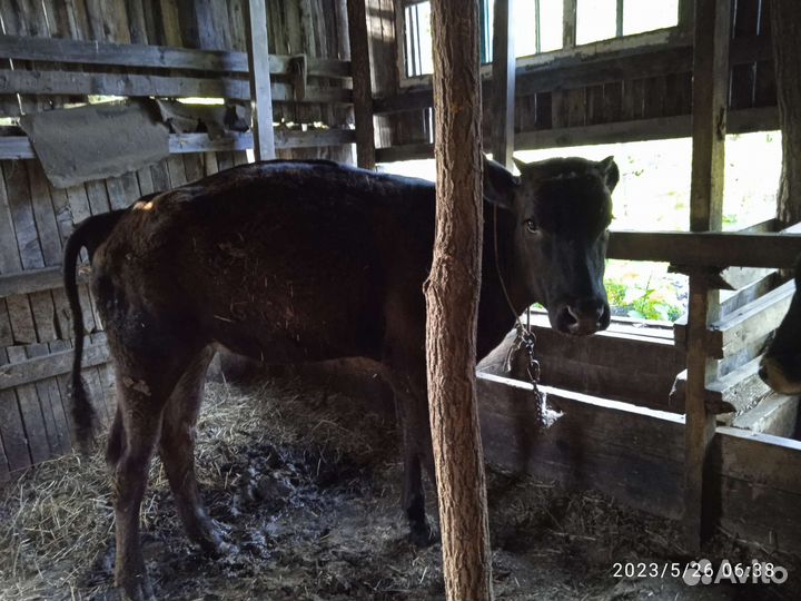 Корова с телятоми продается