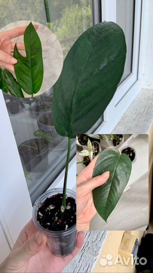 Комнатные растения