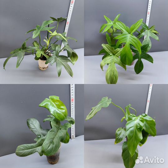 Комнатные растения