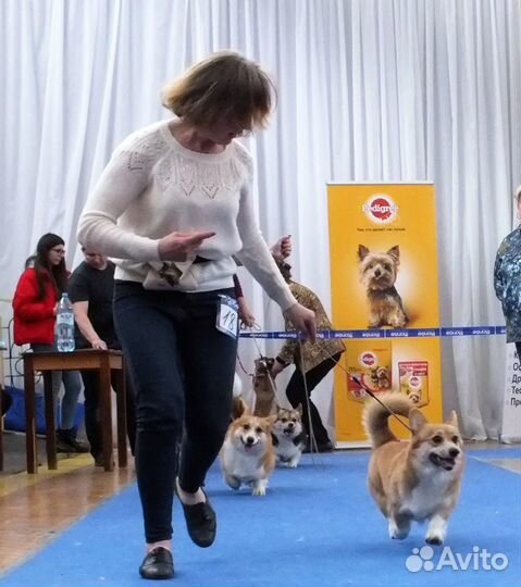 Дрессировка и воспитание собак