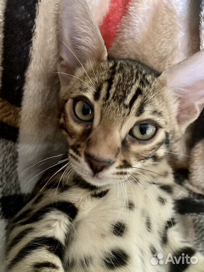 Бенгальский котенок мальчик