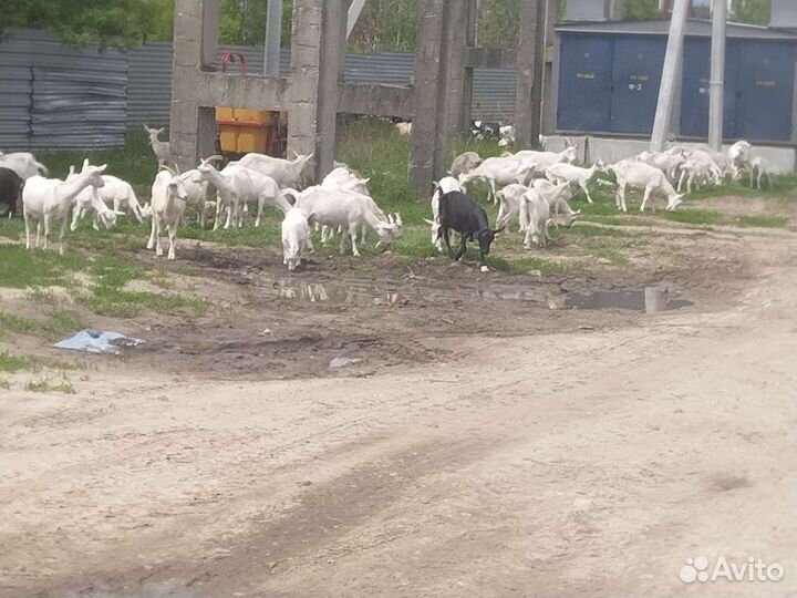 Козёл и коза на мияса