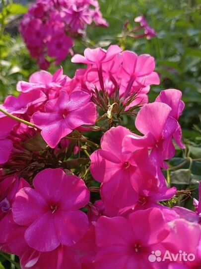 Флоксы кусты