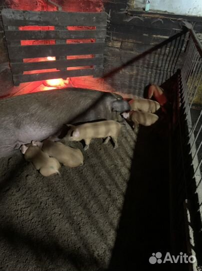 Поросята породы дюрок