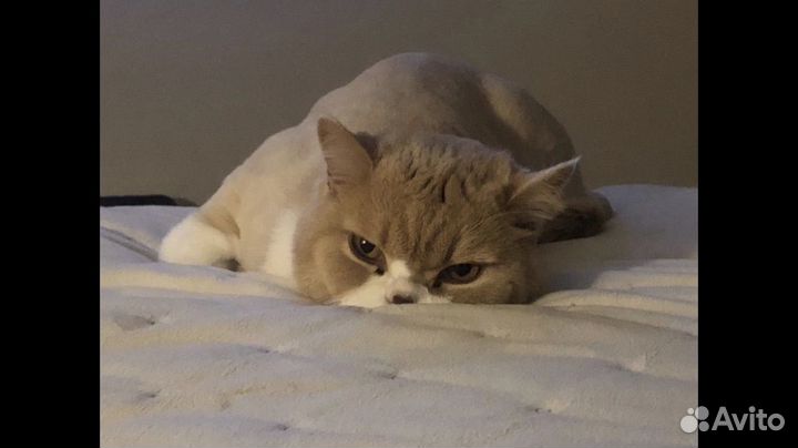 Котик в добрые руки