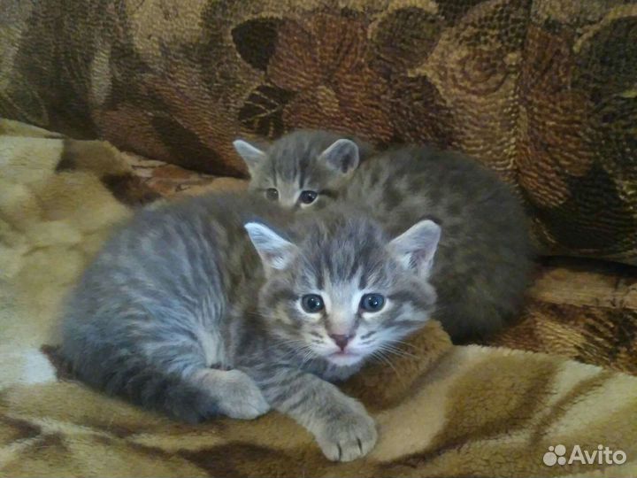 Кошка в дар бесплатно
