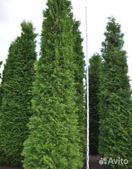 Туи с посадкой