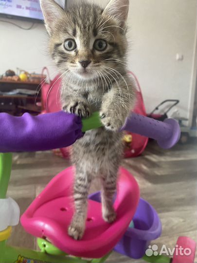Красивые котята