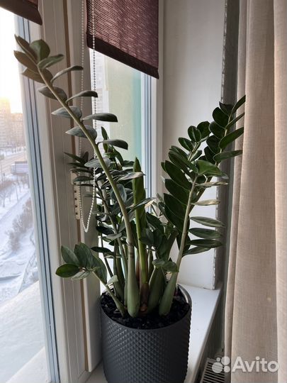 Замиокулькас