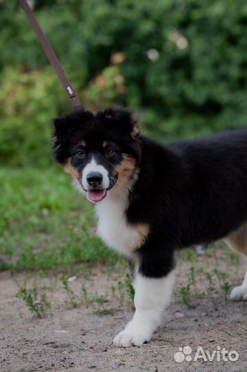 Австралийская овчарка аусси щенки