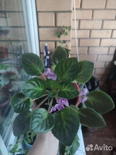 Фиалка в горшках