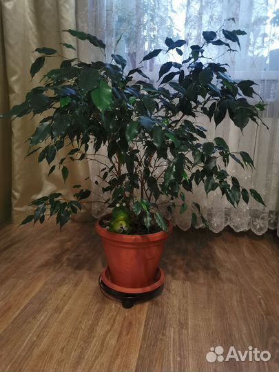 Фикус бенджамина большой