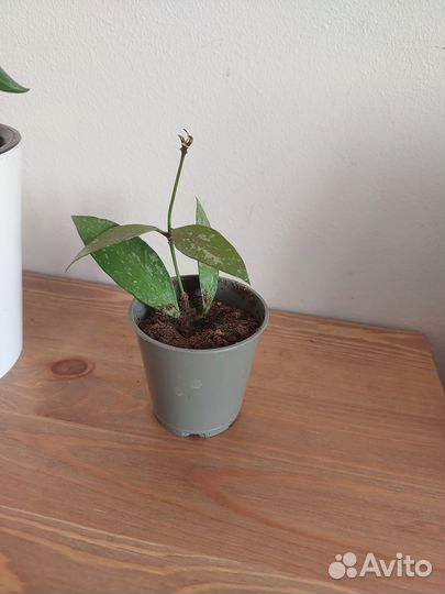 Хойя грацилис