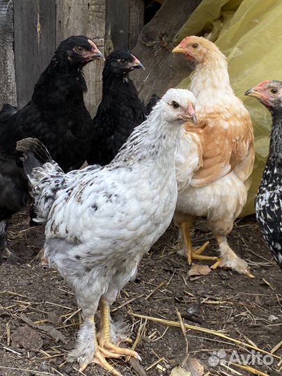 Куры молодки