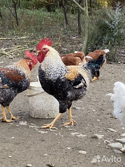 Петухи