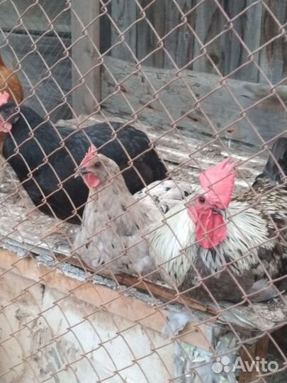 Инкубационое яйцо кур Сильверудд Блу, петушки