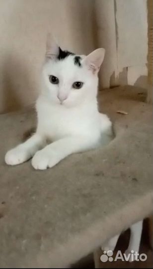 Кошечка юная Ляля