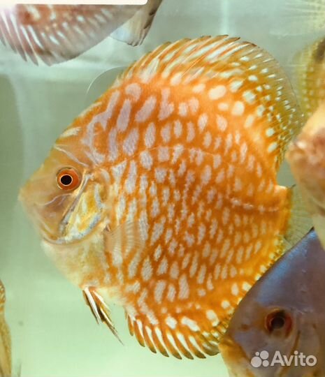 Пиджен Чеккерборд