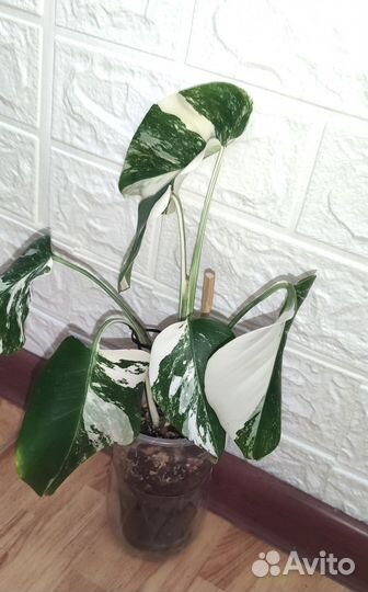 Монстера alba