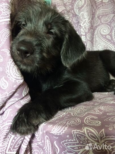 Щенок кобель