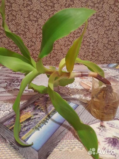 Цветок золотой ус, с корневищем