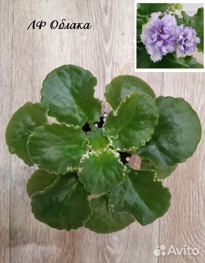 Детки сортовых фиалок