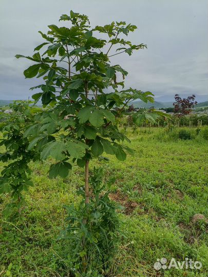 Каштан конский 2м+